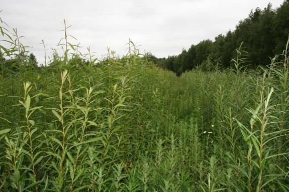 When the Peel Group began to explore the possibility for growing biomass in the form of short rotation coppice on brownfield land in North West England, it needed to find a way to improve the poor