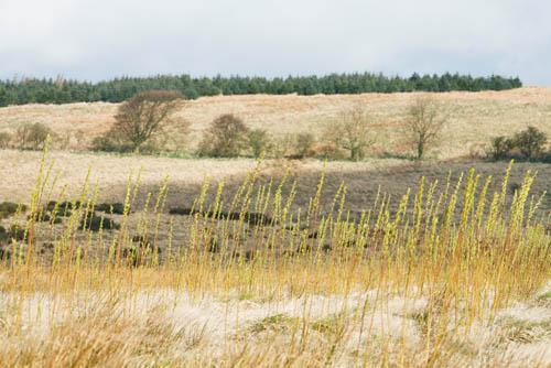 In 2006, WRAP commissioned trials at an opencast coalmine in Fife to demonstrate the potential for using PAS 100 compost to improve soil and growing conditions on a site recently reinstated after