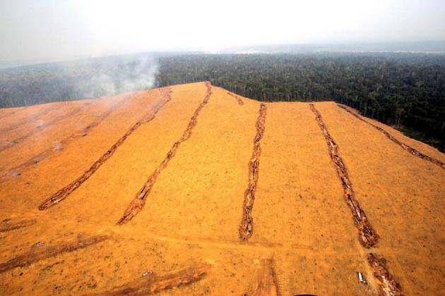 harvests palm oil Brazil: Large