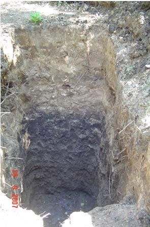 Clay Loam, dark grayish brown (5YR 4/2); weak blocky structure; few medium & fine roots; abundant 5 mm small shale at 180 cm; moderate drainage (seasonal fluctuating ground water).
