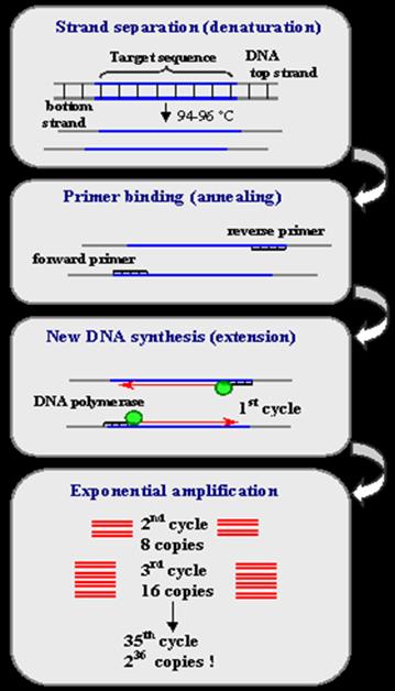 alleles for this locus, and assign a genotype for the templates. You will then look to see if any of the suspects' genotype match the crime scene, and see whether you can determine whodunit! 1.