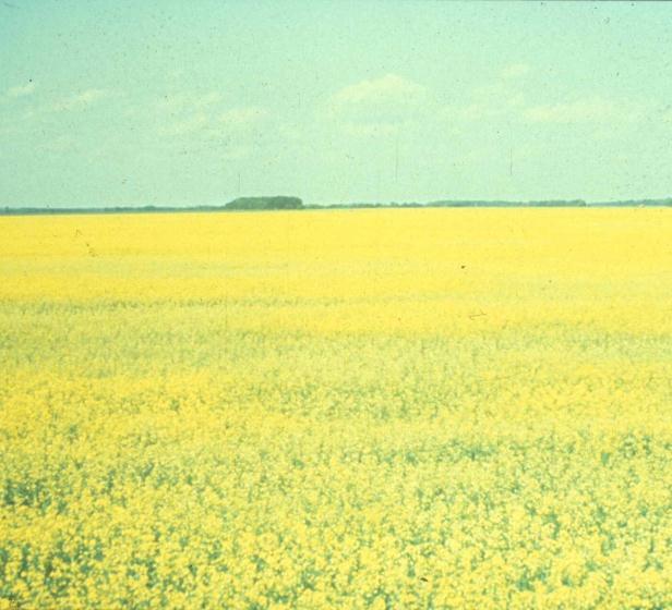 Sulphur Supply is Highly Variable Across a Field Sulphur deficiencies are usually patchy in a