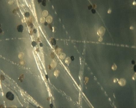 form mycorrhizal associations Provide (Jumpstart and part of Tagteam - ) Penicillium bilaii (also classified as P.