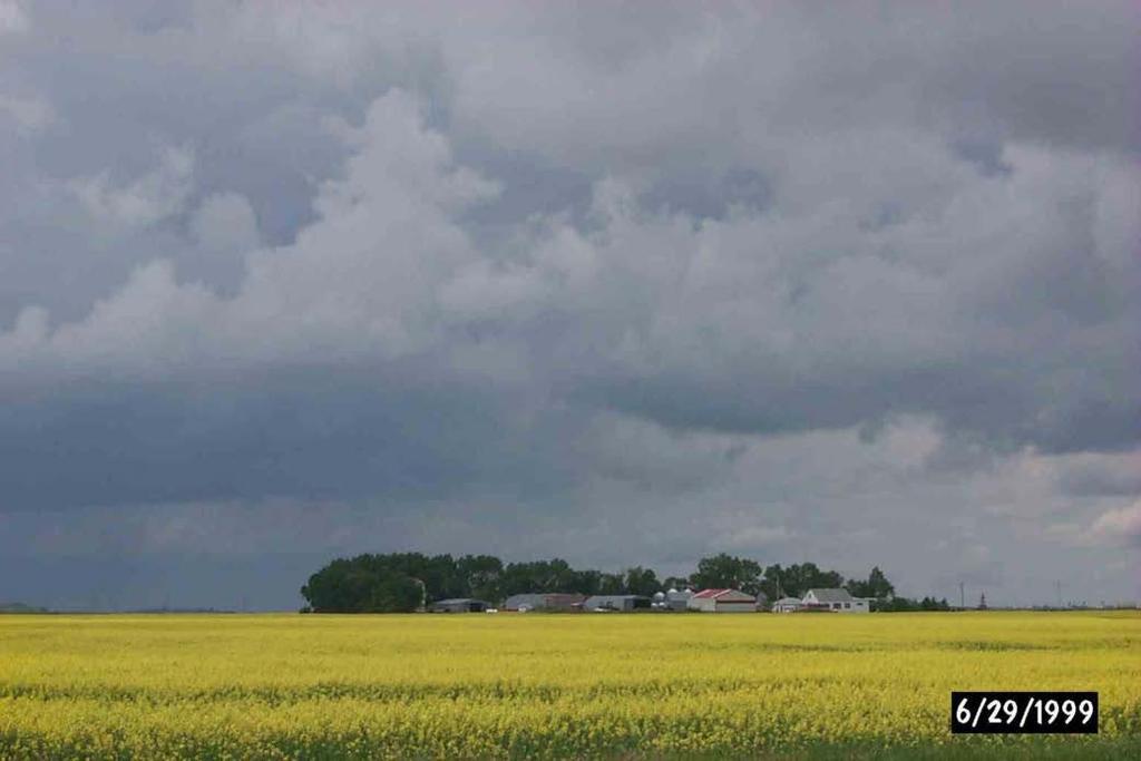Sulphur Deficiencies are More Common in Canola than in the Other Annual Crops We