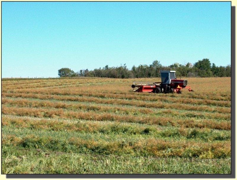 How Much Phosphorus is Needed by a Canola Crop?