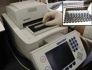 Thermal cycler Is needed for PCR Thermal cyclers have metal heat blocks with holes where PCR reaction tubes can be inserted.