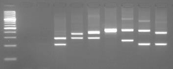 PCR: Analysis At the end of a PCR reaction, there is a A LOT more of your target DNA than before the reaction started