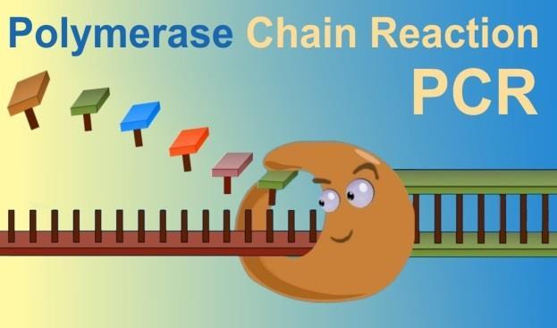 Theory of PCR The Driver of PCR is the Polymerase enzyme A polymerase will synthesize a complementary sequence of bases to any single strand of DNA providing it has a double stranded starting point