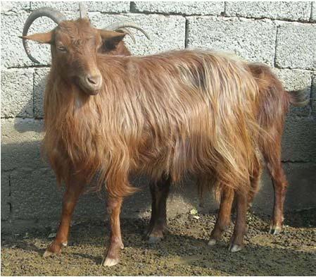Goat breed Velipoja goat ecotype Size of population: 1000-1100 goats, 60 bucks 15 farms, 500-600 animals Objective: Conservation and economic