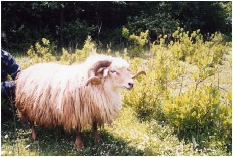 Sheep breed Shkodrane native sheep breed Size of population: 450-500 ewes, 25 rams 30 farmers in Oblika s commune, Murriqan and Ana e Malit villages.