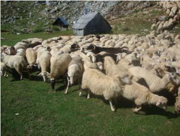 -Organizing and implementing the collecting, processing and marketing of animal products -Setting up centers for wool processing