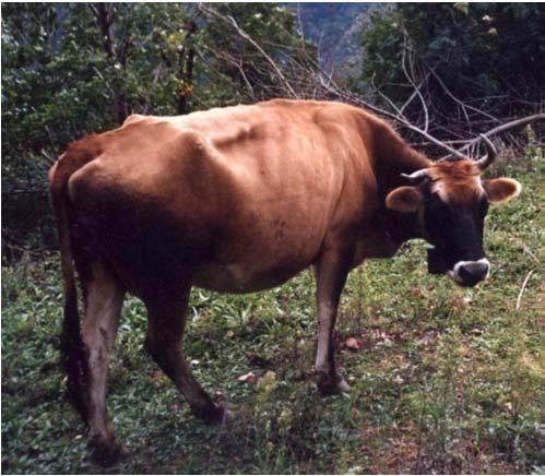 Local cattle breed Lopa e Lekbibajt llyric Dwraf Cattle-Busha Type Size of population: 700-750 cows, 15 bulls 12 farms, 350