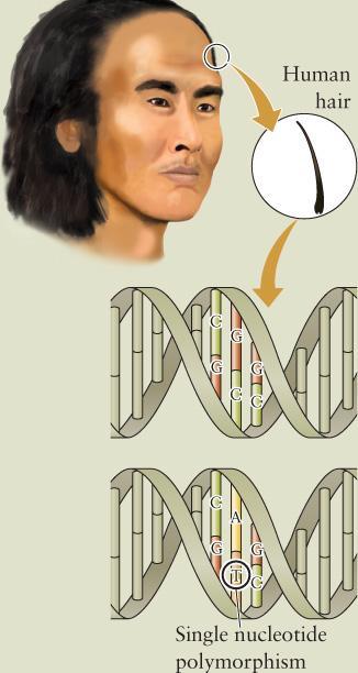 DNA from 4,000-Year-Old Human Hair Our Origins,