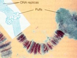 Chromosome puffs