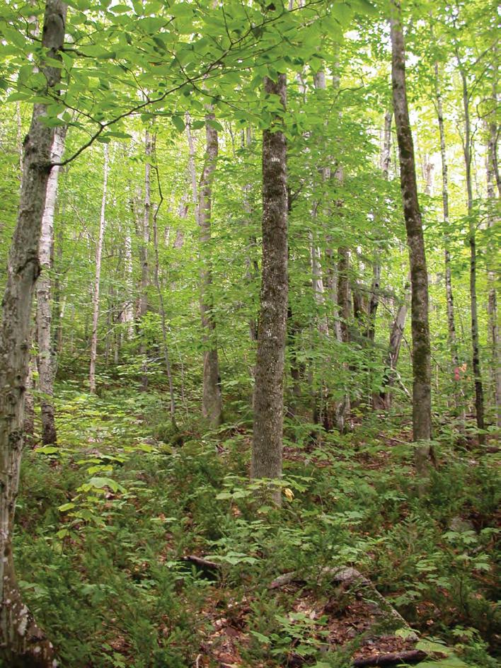 United States Department of Agriculture Dominant-Tree Thinning in New England Northern Hardwoods a