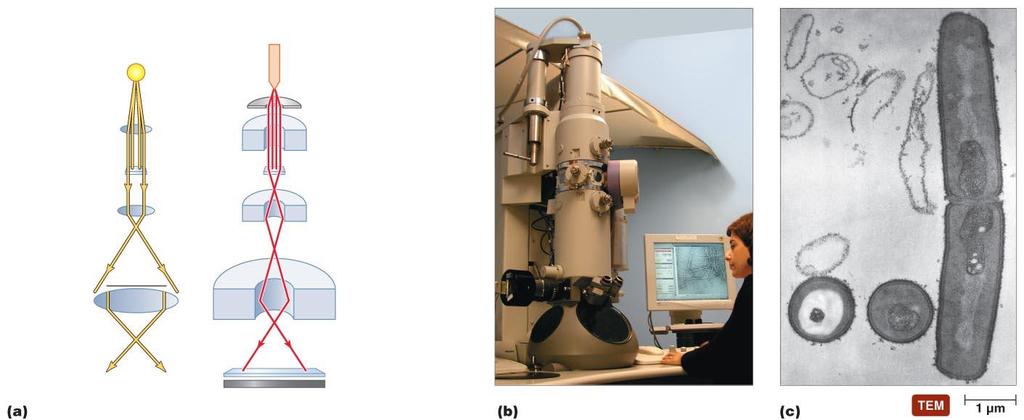Figure 4.11 A transmission electron microscope (TEM) FACT 4.13 All electron microscopy needs vacuum - Why? Consequences = Only dead objects seen CONCEPT?