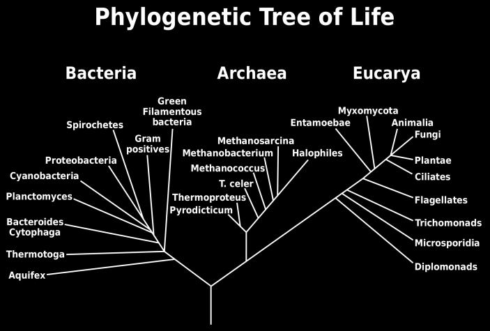 16 Goal of modern taxonomy is to reflect phylogenetic hierarchy not