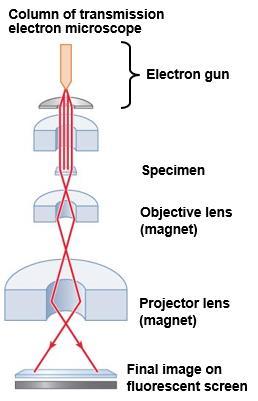 Light vs Electron microscope Uses