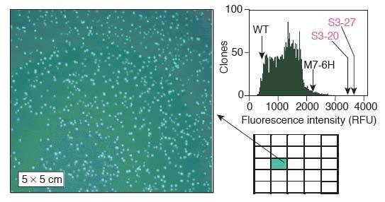 Directed evolution of enzymatic activity: screen is a fluorescence assay 13 Joo et al.