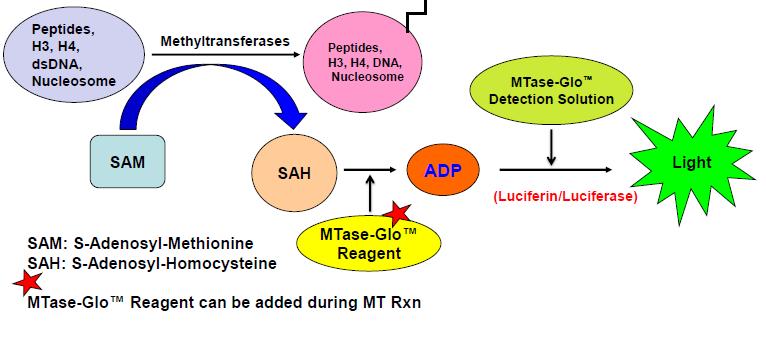 Promega s epigenetics portfolio - II Methyltransferase (MTase-Glo) in development Universal assay Based on production of