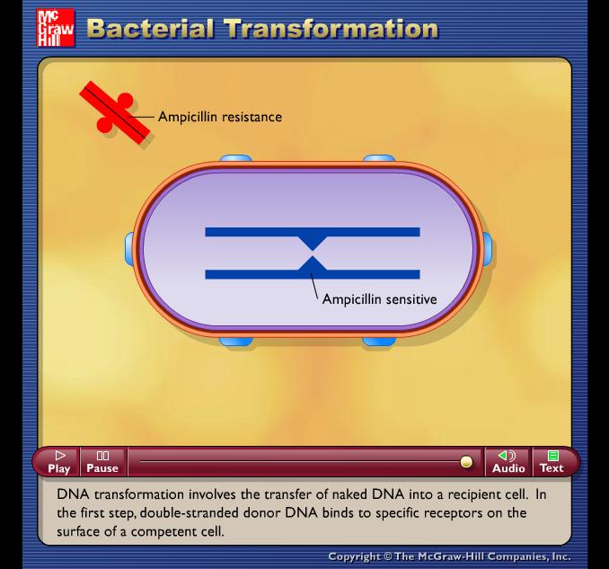 host genes have been removed along with some of the F factor v These genes can be transferred to a second host cell by conjugation