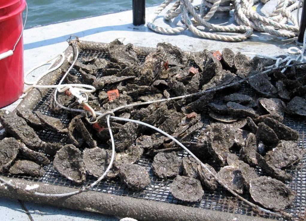 Oyster Reefs TEC Goal: 500 acres by 2015 and 5,000