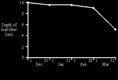 (b) An area of the floor of the wood 1 m² was fenced off so that animals could not reach it. The graph below shows the depth of leaf litter (dead leaves) inside the fence over the next few months.