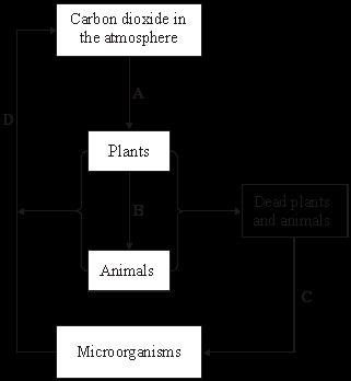 Q9. The diagram shows part of the carbon cycle. (a) Which letter, A, B, C or D, represents: (i) respiration... (ii) photosynthesis?