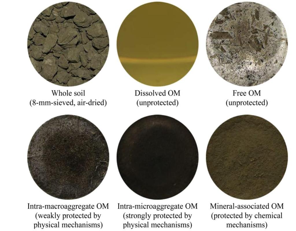 In a recent work, we (a) investigated the effects of biochar on SOM pools and (b) examined whether biochar interferes with the stabilization of organic C provided with conventional amendments (i.e., municipal solid waste compost and sewage sludge) co-applied to the soil.
