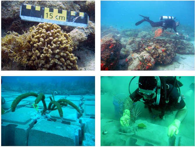 Outfall Pipe Coral Relocation and Monitoring (Pompano Beach) - Coral