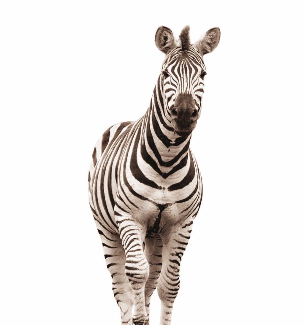 RFID from Zebra.