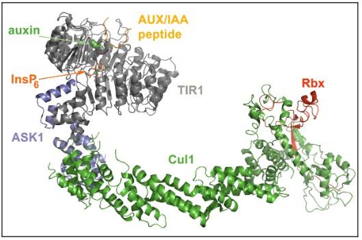 Molekulare Mechanismen der Signaltransduktion 12 Mechanism of auxin