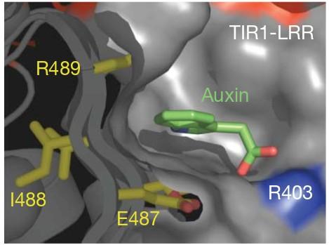 the auxin binding pocket IAA carboxyl side chain interacts with TIR1 amino acids at the