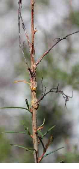 Melaleuca nodosa