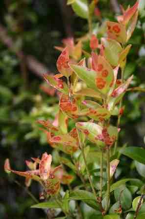 Impact on threatened Myrtaceae Queensland Conservation Status Endangered Backhousia oligantha Gossia fragrantissima Gossia gonoclada Lenwebbia sp.