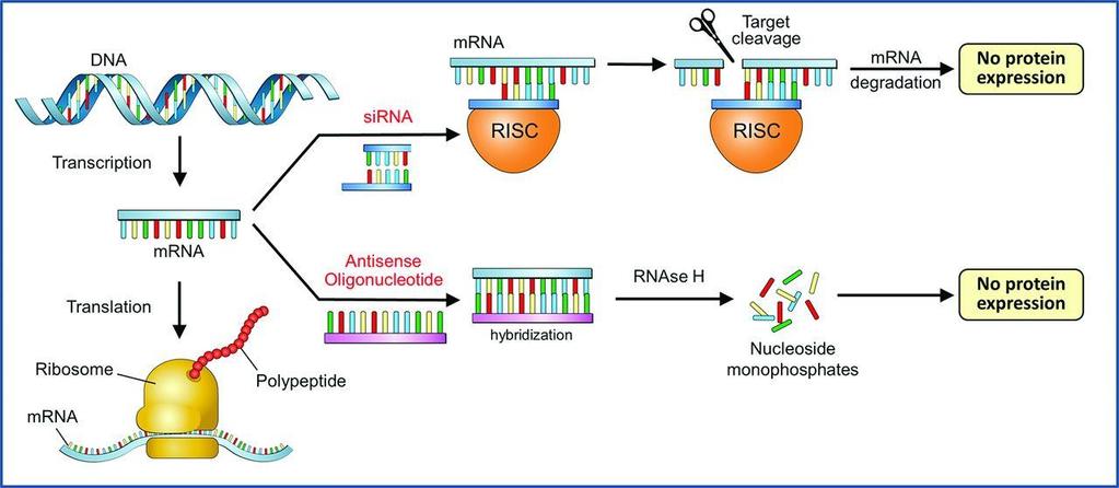 Appendix BB Biotech opts increasingly for new technologies RNA-based technologies Ionis (2010) Antisense (inhibition of protein production) Alnylam (2012) sirna (inhibition of protein production)