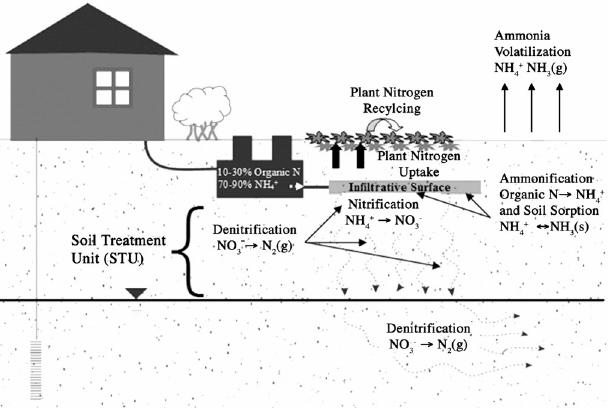 Schematic of an Onsite Wastewater Treatment System (OWTS) and Subsurface Nitrogen Transformation and Removal Processes Approximately one-third of the population of Florida utilizes OWTS for
