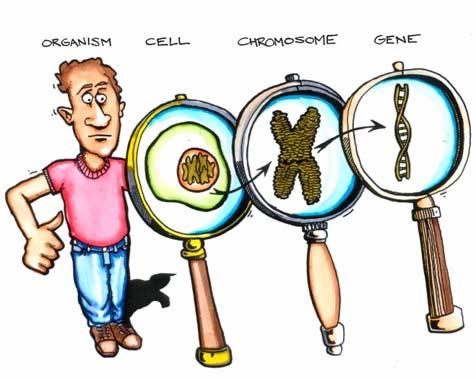 Q: What else should we know? Each chromosome contains many genes.