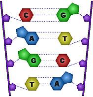 Q: How does DNA Work? The sides of the ladder are made of sugar and phosphate. The rungs of the ladder are the nitrogen base pairs.