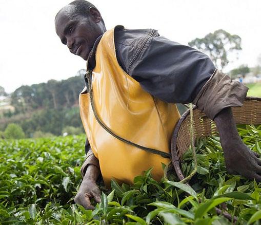 IFC TEA PROJECT IN EAST AFRICA CONTEXT AND OPERATIONAL CHALLENGE Tea is a major cash crop in East Africa.