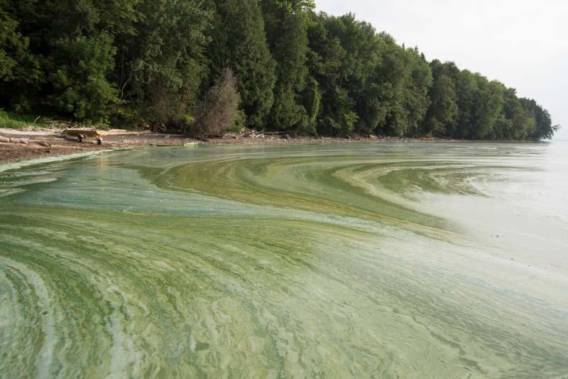 Phosphorus Pollution Blue-green algae bloom