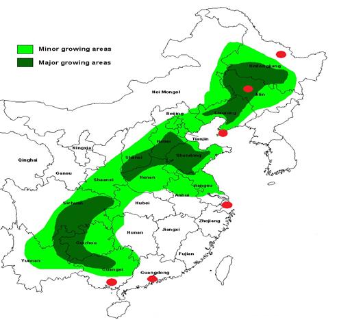IGC GMR 422 24 May 2012 Production in the northeastern provinces, including Jilin and Heilongjiang, typically accounts for more than one third of national maize output, but demand is comparatively