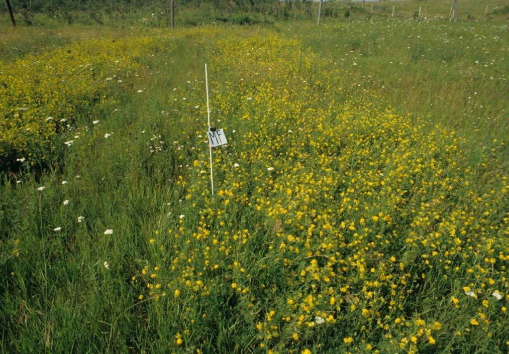 variety Yellowhead Search for persistent alfalfa