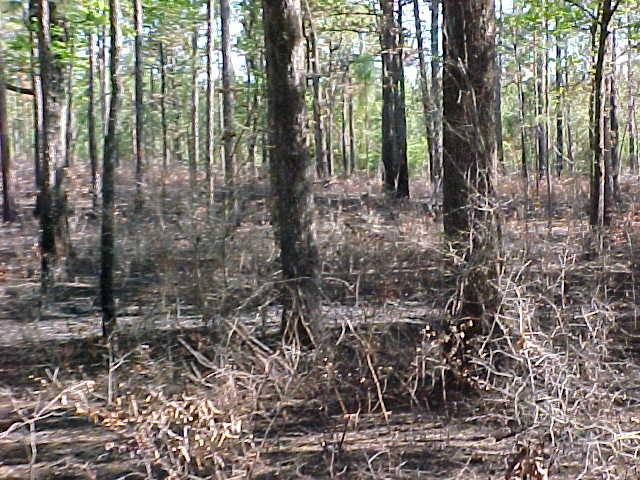 Fire must be used to control understory