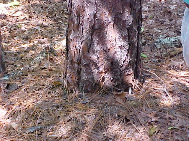 longleaf can be a foot
