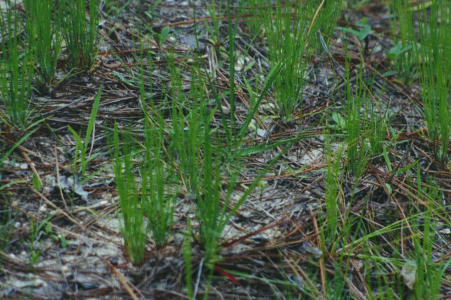 New longleaf seedlings cannot survive fires until they