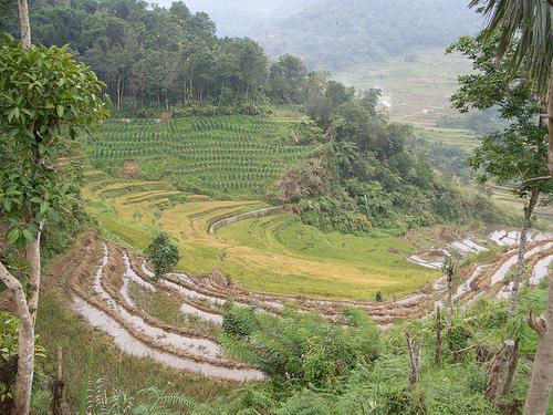Crop diversification through the integrated rice farming system in the