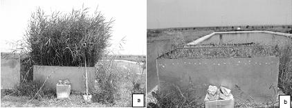 FIGURE 2 - Horizontal flow constructed wetland for the polishing of stabilization pond effluent. Before (a) and after (b) the harvest of the plant.