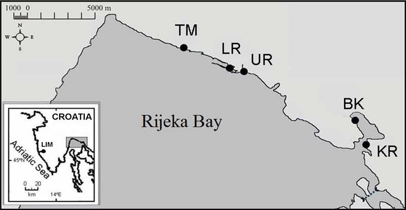 FIGURE 1 - Geographic location of sampling sites. TM - Treći maj; LR - Luka Rijeka; UR - river Rječina mouth; BK - Bakar; KR - Kraljevica; LIM - control site of origin.