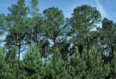 Southern Pine is competitively priced because of abundant timber supply, manufacturing expertise, and established market preference.